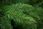 Lean Import Leantoys Choinka Sztuczna Świerk Naturalny 180Cm 1057605 - zdjęcie 2