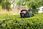 Nożyce akumulatorowe Bosch UniversalHedgeCut 18V-55 0600849J02 - zdjęcie 4