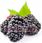 Berries Polska Sok Bio Jeżyna 100% Ekologiczny Z Jeżyny 250Ml - zdjęcie 4