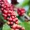 Kawa Lacava San Lorenzo Espresso 1kg - zdjęcie 4