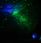 Akcesoria do optyki Levenhuk Domowe Astroplanetarium LabZZ SP20 Szare  - zdjęcie 4