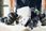 Festool KEB-Basic 577025 - zdjęcie 5