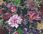 Tapeta Dream Flowery 38175-6 - zdjęcie 3