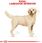 Karma dla psa Royal Canin Labrador Retriever Adult 2x12kg - zdjęcie 3