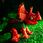 Lisciani Giochi Lisciani I'M A Genius Dino Stem Triceratops - zdjęcie 14