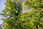 Opryskiwacz ogrodowy GARDENA Opryskiwacz plecakowy Comfort 12l - 0884-20 - zdjęcie 4