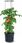 Osłonka Parasol Do Doniczki Tomato Grower- IPOC400 - zdjęcie 4