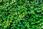 Fototapety.Pl Zielony Bluszcz Tło Okleina Ścienna 250x250cm Magicstick - zdjęcie 2