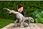 Mattel Jurassic World: Dominion Super Kolosalny Dinozaur Atrociraptor HFR09 - zdjęcie 4