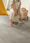 Quick-Step AVMT40234 Alpha Vinyl Medium Tiles Skała betonowa - zdjęcie 4