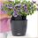 Lechuza Doniczka Wisząca Nido Cottage 35 Średnica 35cm Mokka - zdjęcie 7