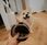 Kula Węchową Dla Psa Cappuccino Nobledog - zdjęcie 4