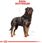Karma dla psa Royal Canin Rottweiler Adult 12kg - zdjęcie 5