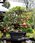 Zestaw Do Uprawy Drzewka Bonsai Granatowiec Granat - zdjęcie 10