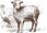 Karma dla kota Grandorf Lamb & Turkey Adult Indoor Karma Dla Dorosłych Kotów 2Kg - zdjęcie 5