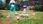 Gra Nintendo Switch Pikmin 4 (Gra NS) - zdjęcie 2