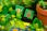 Lucky Duck Games Doniczki - zdjęcie 5