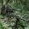 Mfh Strój Maskujący Ghilie Camo Parka Woodland - zdjęcie 3