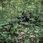 Mfh Strój Maskujący Ghilie Camo Parka Woodland - zdjęcie 2
