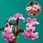 LEGO Friends 41757 Ogród botaniczny - zdjęcie 2