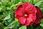 Jakub Zapart Hibiskus Bylinowy Jean Red Czerwone Duże Kwiaty - zdjęcie 2