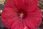 Jakub Zapart Hibiskus Bylinowy Jean Red Czerwone Duże Kwiaty - zdjęcie 4