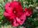 Jakub Zapart Hibiskus Bylinowy Jean Red Czerwone Duże Kwiaty - zdjęcie 3
