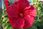 Jakub Zapart Hibiskus Bylinowy Jean Red Czerwone Duże Kwiaty - zdjęcie 1