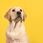 Karma dla psa Golden Pet Food Hummer Dog Basic Golden Owczarek Labrador 20Kg - zdjęcie 3