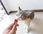Karma dla kota Inaba Cat Churu Mix z Tuńczykiem i owocami morza 20x14g - zdjęcie 3