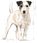 Karma dla psa Royal Canin Mini Ageing +12 800g - zdjęcie 9