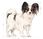 Karma dla psa Royal Canin X Small Adult 3kg - zdjęcie 3