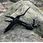 Vision Group Multitool Zestaw Survivalowy Komplet 16W1 Nóż Bity - zdjęcie 4