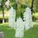 12SZT SZTUCZNA WISTERIA GLICYNIA ZŁOTOKAP 110CM - zdjęcie 5