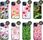Hello Case Etui Do Iphone 13 Mini Wiosna Wiosenne Case - zdjęcie 2