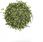 Herbata Moya Japońska Zielona Herbata Iri Genmaicha 60g - zdjęcie 3