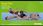 Kerbl Płaszcz Dla Psa Royal Pets 40 Cm M 80655 - zdjęcie 3