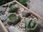 Pleiospilos Nelii Dwadwa Żywe Kamienie Lithops - zdjęcie 4