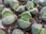 Pleiospilos Nelii Dwadwa Żywe Kamienie Lithops - zdjęcie 3