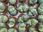 Pleiospilos Nelii Dwadwa Żywe Kamienie Lithops - zdjęcie 2