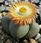 Pleiospilos Nelii Dwadwa Żywe Kamienie Lithops - zdjęcie 1
