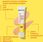 Krem do twarzy Garnier Vitamin C rozświetlający fluid na dzień z filtrem SPF50+ nadający blask 40ml - zdjęcie 10