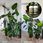 Nawóz Plant Lover Zestaw Nawozów Lover: Moc Pokrzywy Spraw By Szybciej Rosły 2X500ml - zdjęcie 4