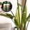 Nawóz Plant Lover Zestaw Nawozów Lover: Moc Pokrzywy Spraw By Szybciej Rosły 2X500ml - zdjęcie 3