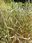 Mozga trzcinowata Picta-Phalaris arundinacea - zdjęcie 4