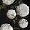 Wedgwood Zestaw Vera Wang Jardin startowy dla 6 osób - zdjęcie 4