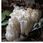 Preparat medycyny naturalnej MYQO Soplówka Jeżowata Lion's Mane Hericium BIO - 100g - zdjęcie 2