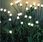 Lampa Solarna Wbijana Kuleczki 6 Led Lampka Ogrodowa Kule Kulki 1 - zdjęcie 6