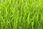 Barenbrug Mieszanka Traw Rpr Lawn 1kg - zdjęcie 2