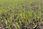 Barenbrug Mieszanka Traw Rpr Lawn 1kg - zdjęcie 3